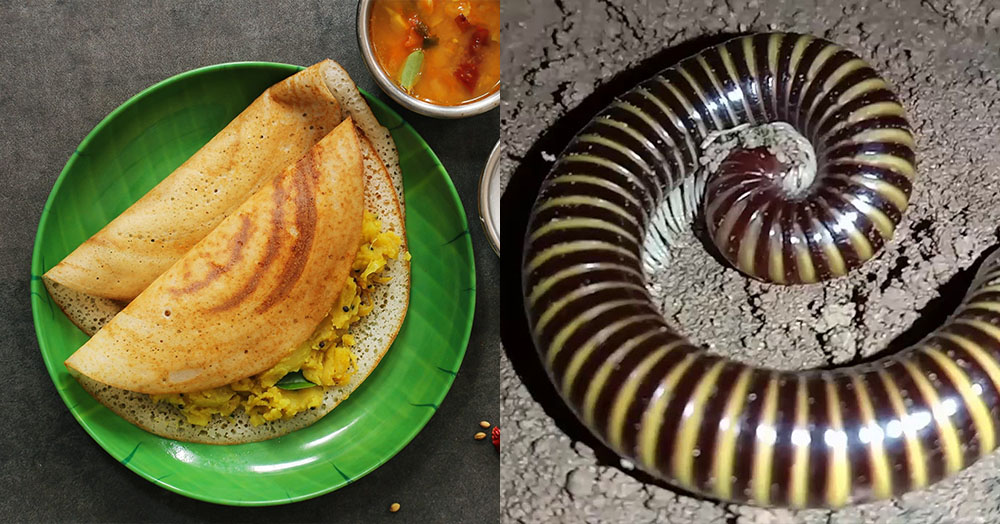 ernakulam vasantha vihar hotel closed by health department after millipede found from masala dosa